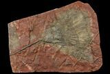 Silurian Fossil Crinoid (Scyphocrinites) Plate - Morocco #134276-1